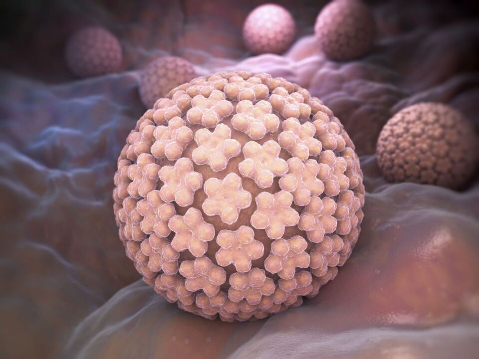 Vírus do papiloma humano